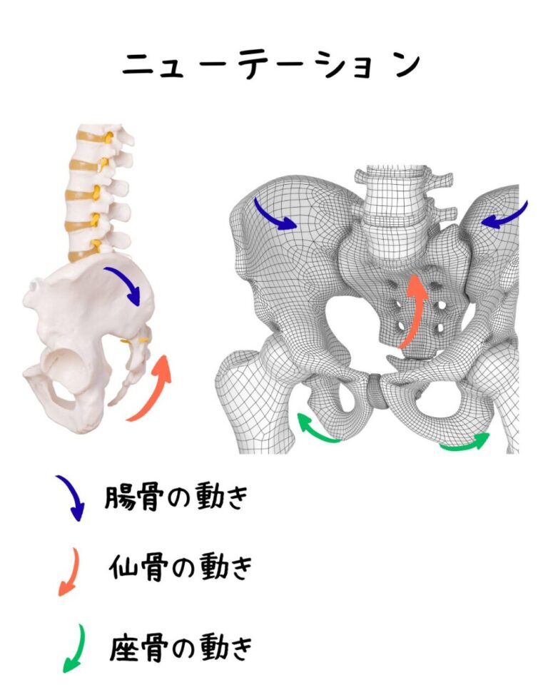 仙骨と寛骨の関係 - yogastudio nad(ナーディ)のスタジオ情報 クラス情報
